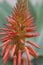 Flower spike of agave plant with reddish-orange flowers, covered in raindrops and buds