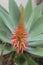 Flower spike of agave plant with reddish-orange flowers in front of green leaves and buds