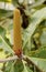 Flower spike of Banksia robur, Australian plant