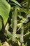 Flower spike of a fittonia gigantea