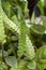 Flower spike of a fittonia gigantea or nerve plant