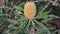 Flower spike of swamp Banksia Banksia littoralis a tree endemic to Western Australia