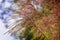 Flower spikes, zebra grass