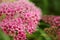 Flower spirea