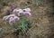 Flower from the spontaneous flora from the Olkhon Island, Baikal Lake, Siberia, Russia.