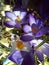 Flower, spring, nature, purple, plant, crocus, violet,