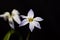 Flower of a springstar, Ipheion uniflorum