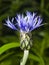 Flower of squarrose knapweed macro, selective focus, shallow DOF
