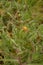 Flower of a St. Benedict`s thistle Cnicus benedictus.Fresh St. Benedict`s thistle plant close up