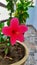 Flower Stamen Bokeh Effect macro photography outdoor lighting pink flower beautiful color balcony garden pots plant