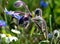 Flower-stand and blue blossom of borage