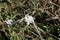 Flower of the Star-of-Bethlehem plant Ornithogalum kochii