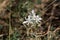 Flower of the Star-of-Bethlehem plant Ornithogalum kochii