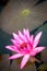 Flower of Star lotus, Nymphaea nouchali