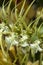 Flower stem of a brassia verrucosa orchid