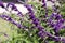 Flower stem of a purple velvet mexican sage plant