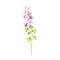 Flower Stem or Stalk with Violet Florets as Meadow or Field Plant Vector Illustration