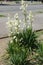 Flower stems of Yucca filamentosa that bear masses of pendulous cream flowers in summer