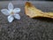 Flower on a stone , water drop on dry leaf