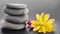 Flower and stone zen spa on grey background