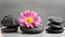 Flower and stone zen spa on grey background