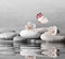 Flower and stone zen spa on water surface and grey background