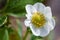 Flower of strawberry