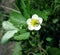 Flower of strawberry