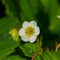 Flower strawberry