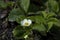 A flower of a strawberry plant. Farming concept.