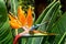 Flower Strelitzia. Bird Paradise. Tenerife, Canary Islands. Tropical garden North Africa. Strelitzia flower Canary islands