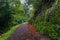 Flower-Strewn Path Through Lush Forest