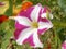 Flower striped pink white Petunia