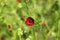 Flower summer pheasants eye