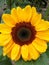 Flower of sun