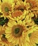 Flower, Sunflower, bright yellow petals with sharp details