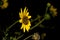 Flower of sunflower,  closeup. Seeds and oil.