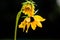 Flower of sunflower,  closeup. Seeds and oil.