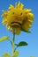 Flower of sunflower sad physiognomy (sadness, despair, depressio