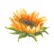 Flower of sunflower. Sunflower flower close - up on a white background. Graphic print sunflower Flower for home decoration and t-s