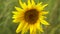 Flower sunflower wind shakes