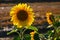 Flower Sunflowers. Blooming in farm - field with blue sky. Beautiful natural colored background