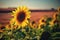 Flower Sunflowers. Blooming in farm - field with blue sky. Beautiful natural colored background
