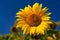 Flower Sunflowers. Blooming in farm - field with blue sky. Beautiful natural colored background