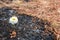 Flower survive on ash of burnt grass