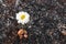 Flower survive on ash of burnt grass