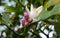 Flower suspended on the bush