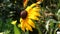 Flower Swaying In the Wind - Sunflower Helianthus Ornamental