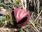 Flower Symplocarpus renifolius dark Burgundy color