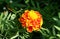 Flower tagetes patula